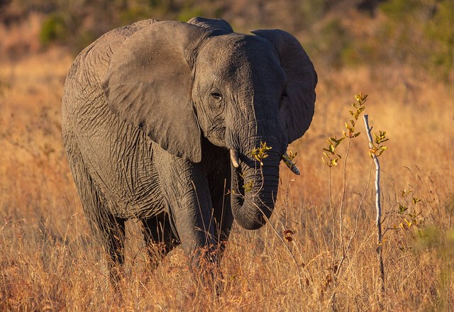 Elephants