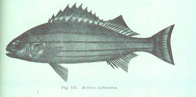 Helots
