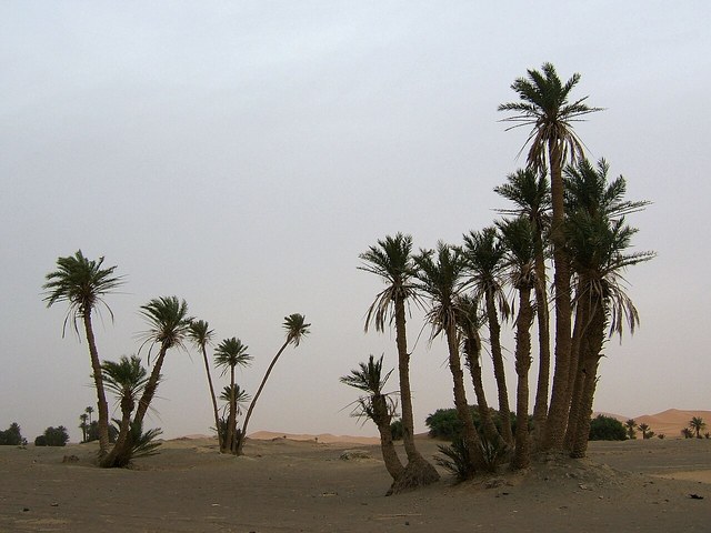 Phoenix
