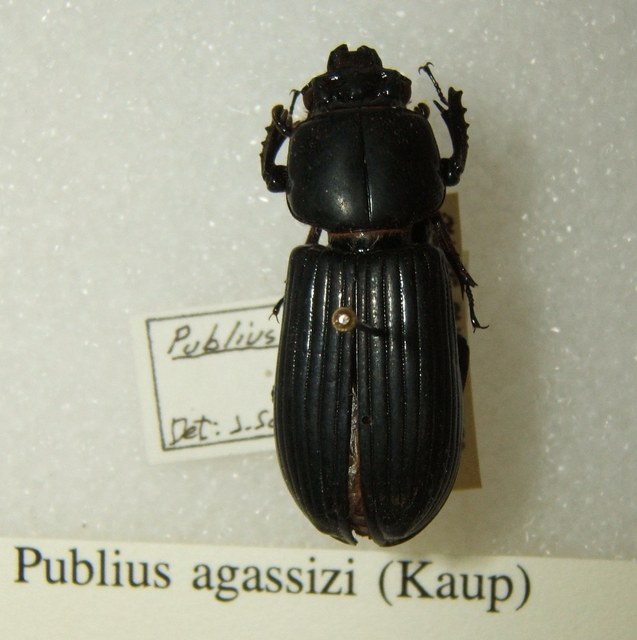 Publius