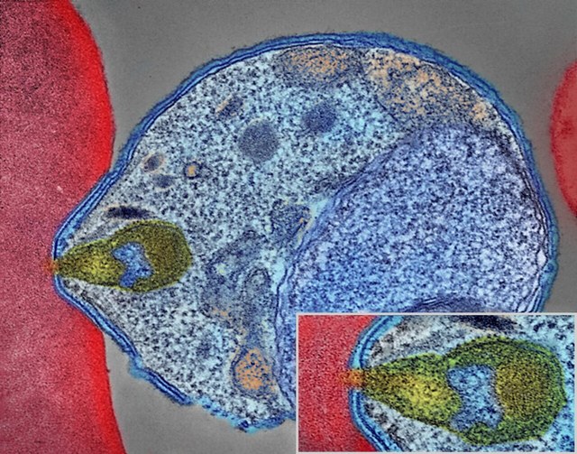 malaria