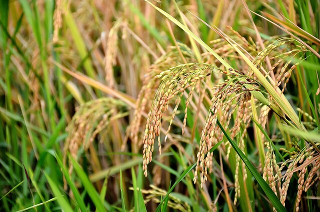 Asian Rice