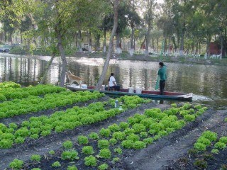 Chinampas