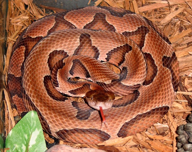 Copperheads